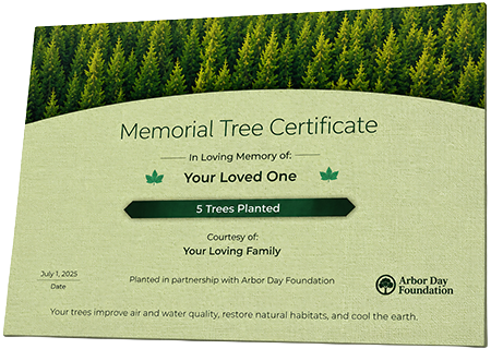 Plant Trees in Memory of Hazel Mayrant